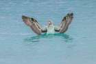 Blue-footed booby diving for fish-San Cristobal Island-Galapagos Islands-Ecuador Art Print